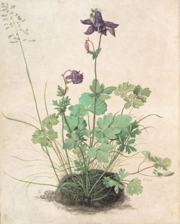 Columbine – Albrecht Dürer Albrecht Dürer 70x85