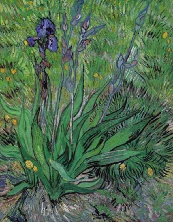 Die Iris II – Van Gogh Vincent Van Gogh 70x85