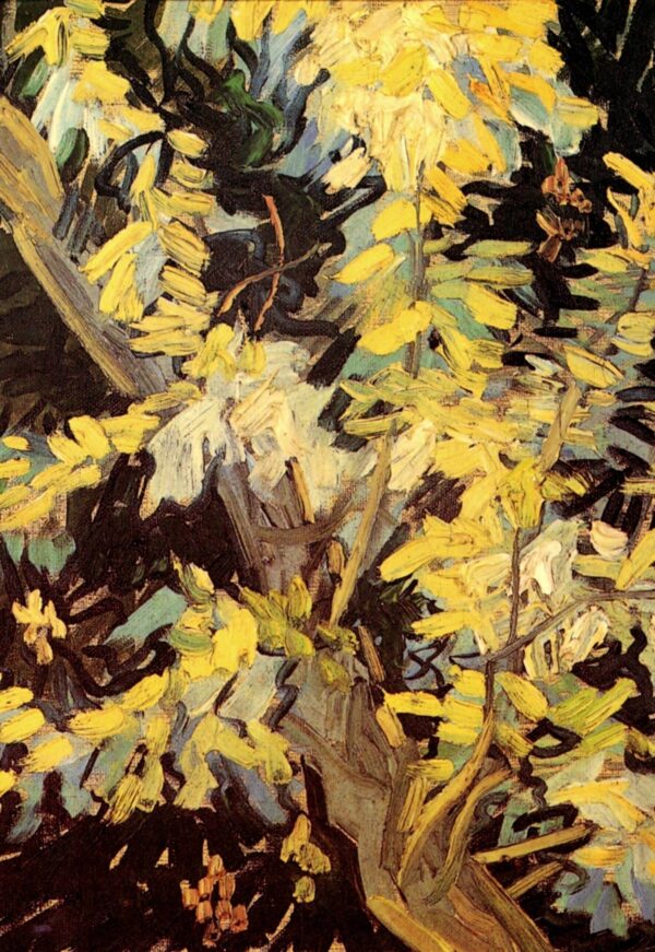 Akazien in voller Blüte – Van Gogh Vincent Van Gogh 70x105