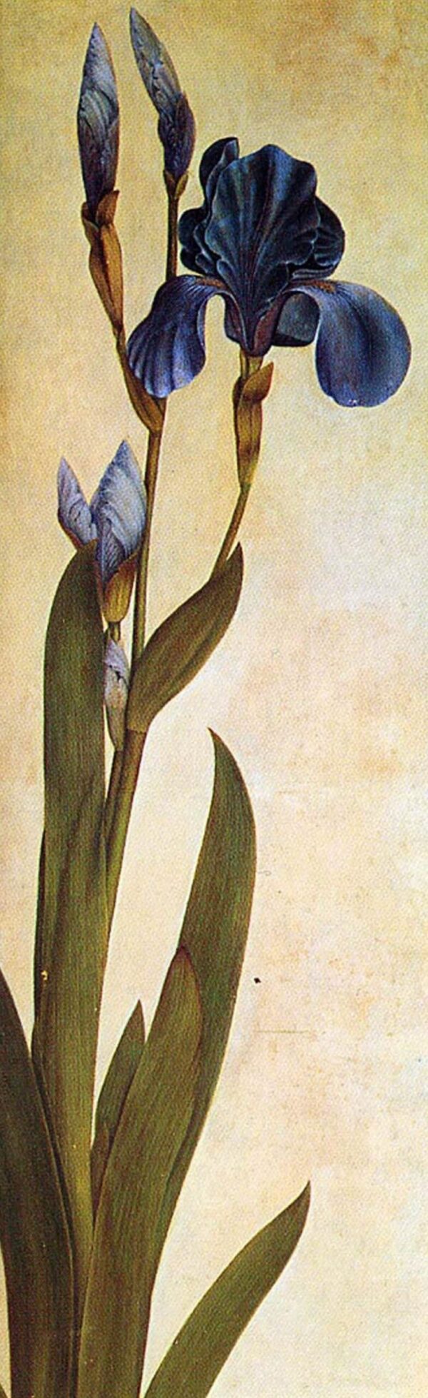 Ein Iris – Albrecht Dürer Albrecht Dürer 60x180