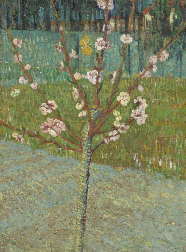 Mandelbaum in Blüte – Van Gogh Vincent Van Gogh 70x105