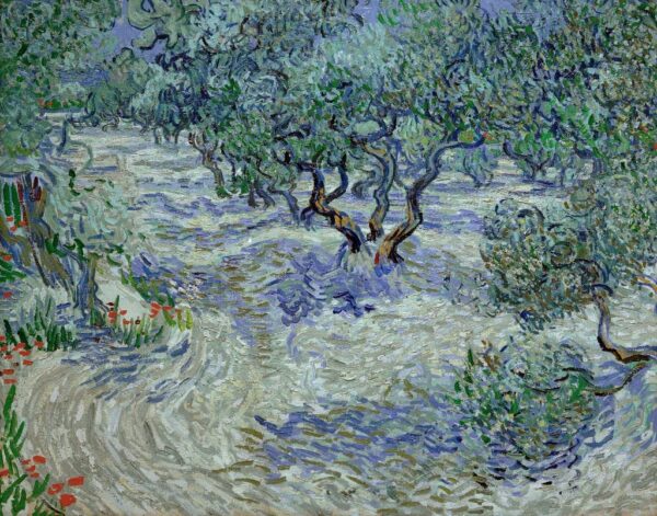 Olivenhain – Van Gogh Vincent Van Gogh 85x75