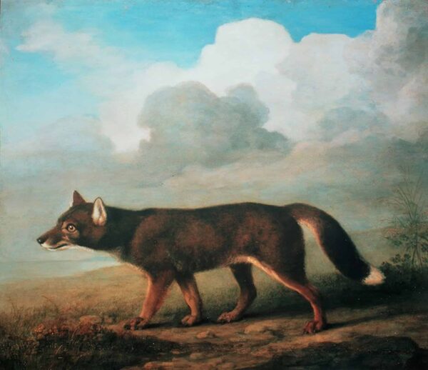 Porträt eines großen Hundes aus Neuholland (Dingo) – George Stubbs George Stubbs