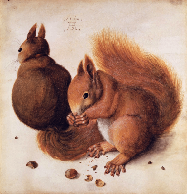 Eichhörnchen – Albrecht Dürer Albrecht Dürer 70x70