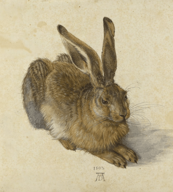 Der Hase – Albrecht Dürer Albrecht Dürer 70x70