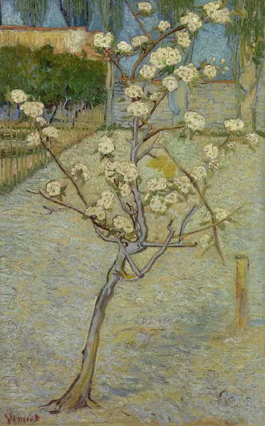 Kleiner blühender Birnbaum – Van Gogh Vincent Van Gogh 70x105